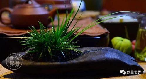 草在线观看100,深度解析热门影视作品背后的故事  第3张